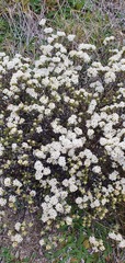 Pimelea concinna