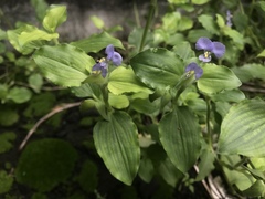 Commelina benghalensis