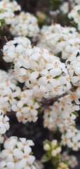 Pimelea concinna