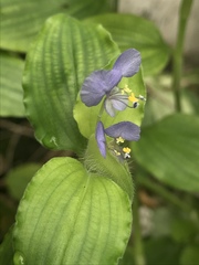 Commelina benghalensis