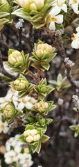 Pimelea concinna