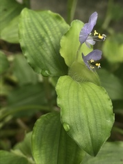 Commelina benghalensis