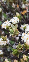 Pimelea concinna