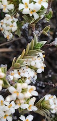Pimelea concinna