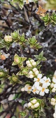 Pimelea concinna