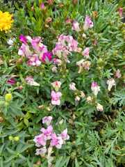 Antirrhinum majus