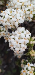 Pimelea concinna