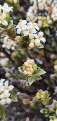 Pimelea concinna