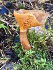 Hygrophoropsis rufa