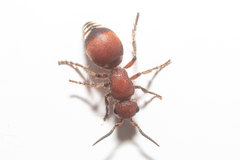 Pseudomethoca sanbornii
