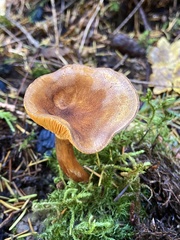 Hygrophoropsis rufa