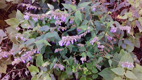 Salvia polystachia