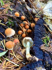 Pyrrhulomyces astragalinus