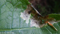 Liriomyza taraxaci