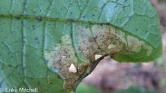 Liriomyza taraxaci