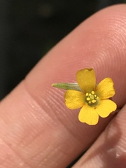 Oxalis corniculata