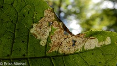 Liriomyza taraxaci