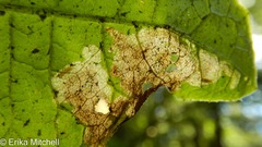 Liriomyza taraxaci