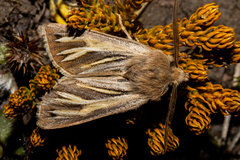 Ichneutica ceraunias
