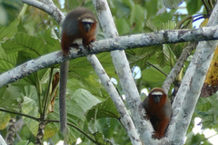 Plecturocebus discolor