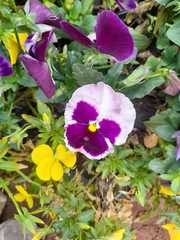Viola × wittrockiana