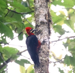 Campephilus haematogaster