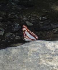 Adelpha basiloides
