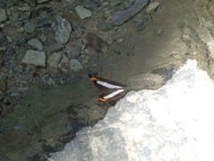 Adelpha basiloides