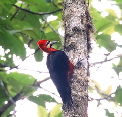 Campephilus haematogaster