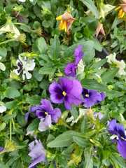 Viola × wittrockiana