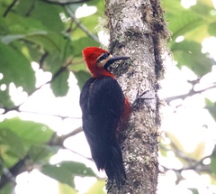 Campephilus haematogaster