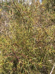 Persoonia nutans