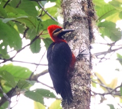 Campephilus haematogaster