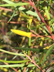 Persoonia nutans