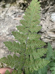 Hypodematium crenatum