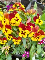 Viola × wittrockiana