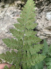 Hypodematium crenatum