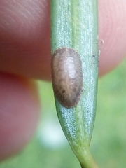 Pulvinaria camelicola