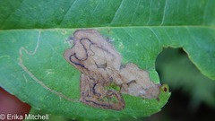 Stigmella slingerlandella