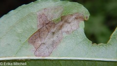 Stigmella slingerlandella
