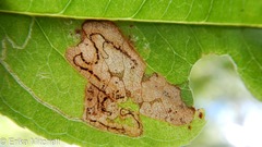 Stigmella slingerlandella