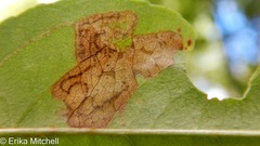 Stigmella slingerlandella