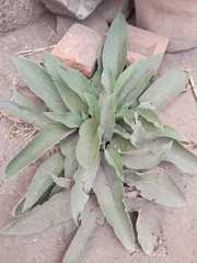 Angiospermae
