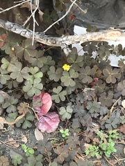 Oxalis corniculata
