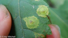 Lasioptera spiraeafolia