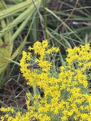 Apis mellifera image