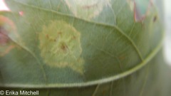 Lasioptera spiraeafolia