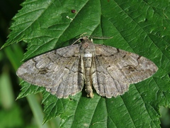 Alcis deversata