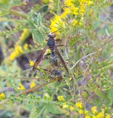 Polistes fuscatus