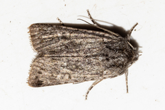 Physetica